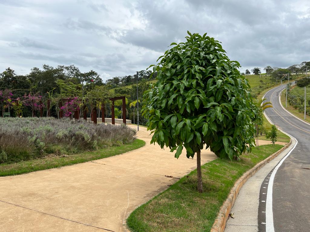 Pomar da Lagoa – mídia 4